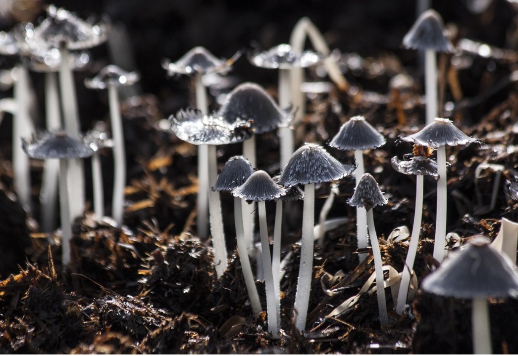 <p>O potencial ecológico também é notável. Certos fungos conseguem degradar petróleo e resíduos tóxicos, auxiliando na recuperação de ambientes poluídos.</p>
