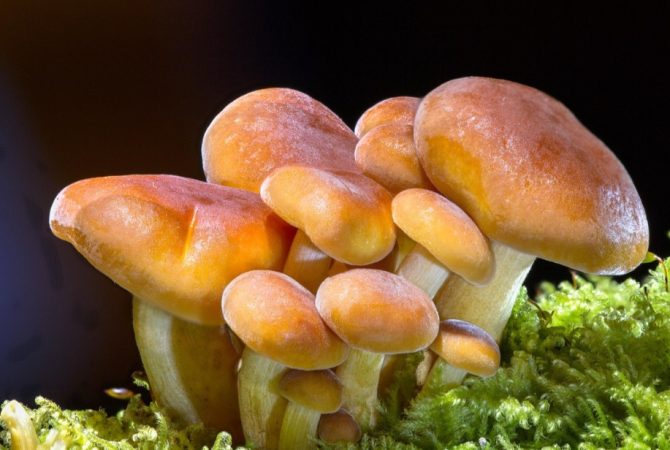 Cogumelos surpreendem com universo de utilidades: gastronomia, medicina e até tecnologia