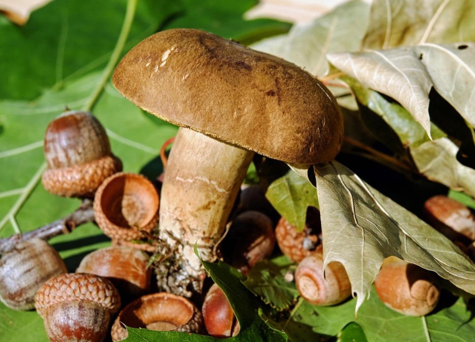 Dessa forma, são organismos multicelulares que se formam através de filamentos finos chamados hifas, que constroem uma rede chamada 