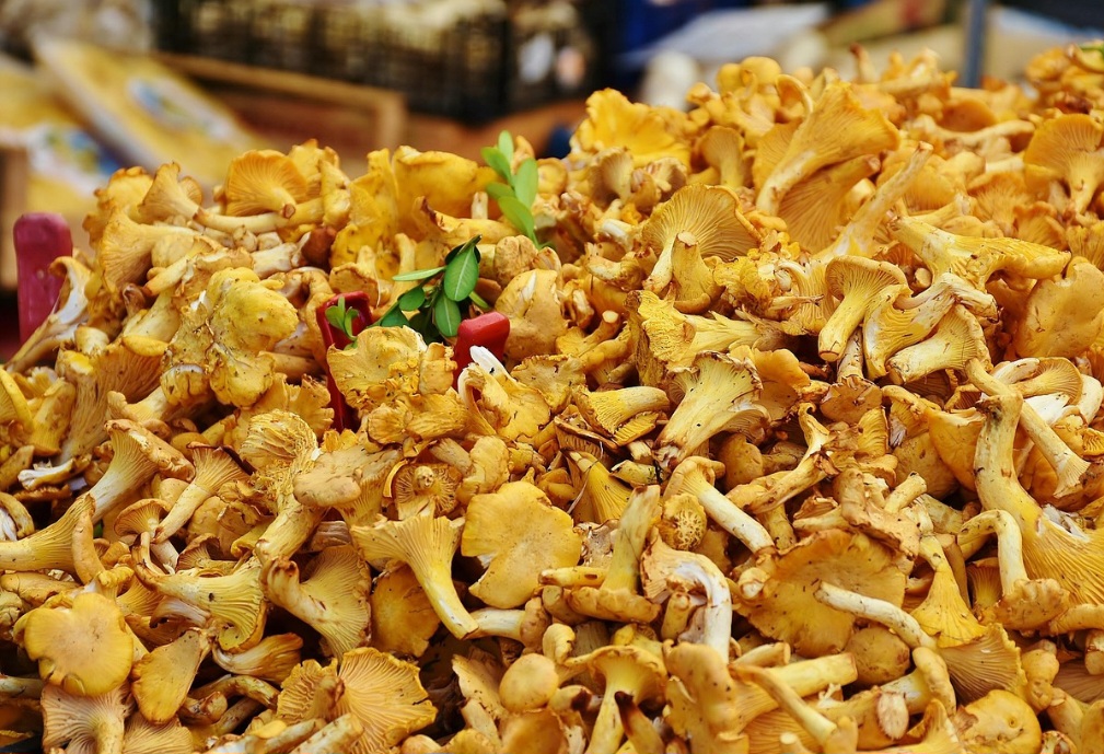 Os cogumelos apropriados para a alimentação são apreciados por seu sabor umami e sua textura, sendo usados em diversas cozinhas do mundo. São opções ricas em proteínas e fibras para veganos e vegetarianos.