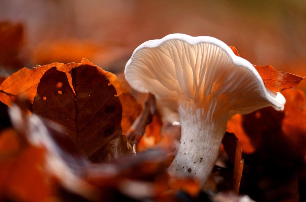 O consumo de cogumelos psicodélicos sem supervisão médica pode causar perturbações da realidade, ataques de pânico e quadros psicóticos. 