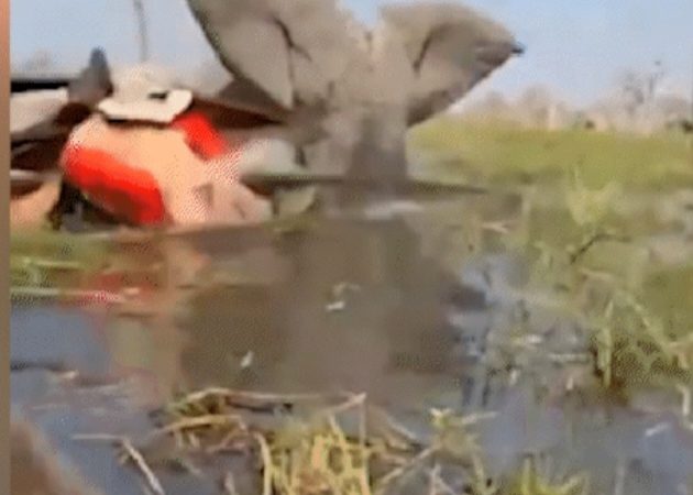 Pânico geral: Elefante “surta” e vira canoas com turistas em rio com crocodilos