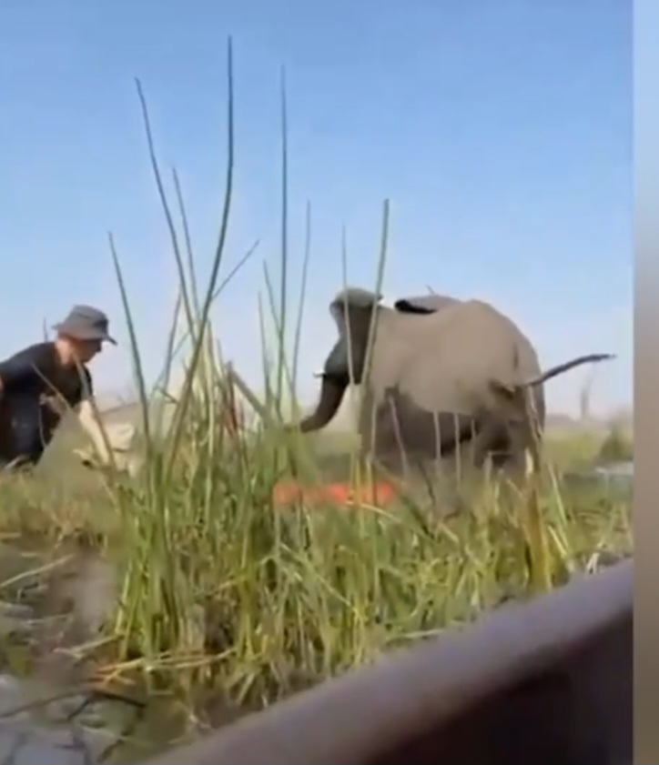 Autoridades locais investigam o episódio, que reacende o debate sobre a segurança em passeios de observação de fauna selvagem. O Delta do Okavango é um dos principais destinos turísticos de safári na África.