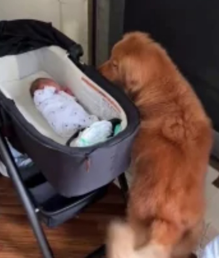 O bebê havia acabado de receber alta do hospital quando os tutores decidiram fazer a primeira apresentação. Nas imagens, as cadelas se aproximam com cuidado enquanto o pequeno dorme, demonstrando a natureza afetuosa que consagrou a raça como uma das mais dóceis do mundo.
