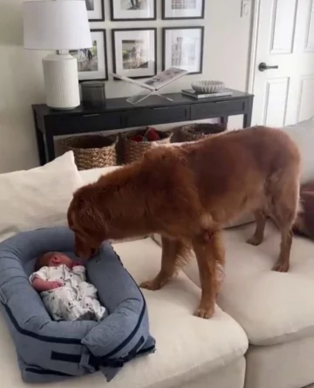 Com olhares atentos e movimentos delicados, Winnie e Scarlett cheiram o bebê suavemente e permanecem por perto, como se o acolhessem no novo lar. A cena encantou internautas, que destacaram a ternura e a sensibilidade dos animais diante da chegada do recém-nascido.
