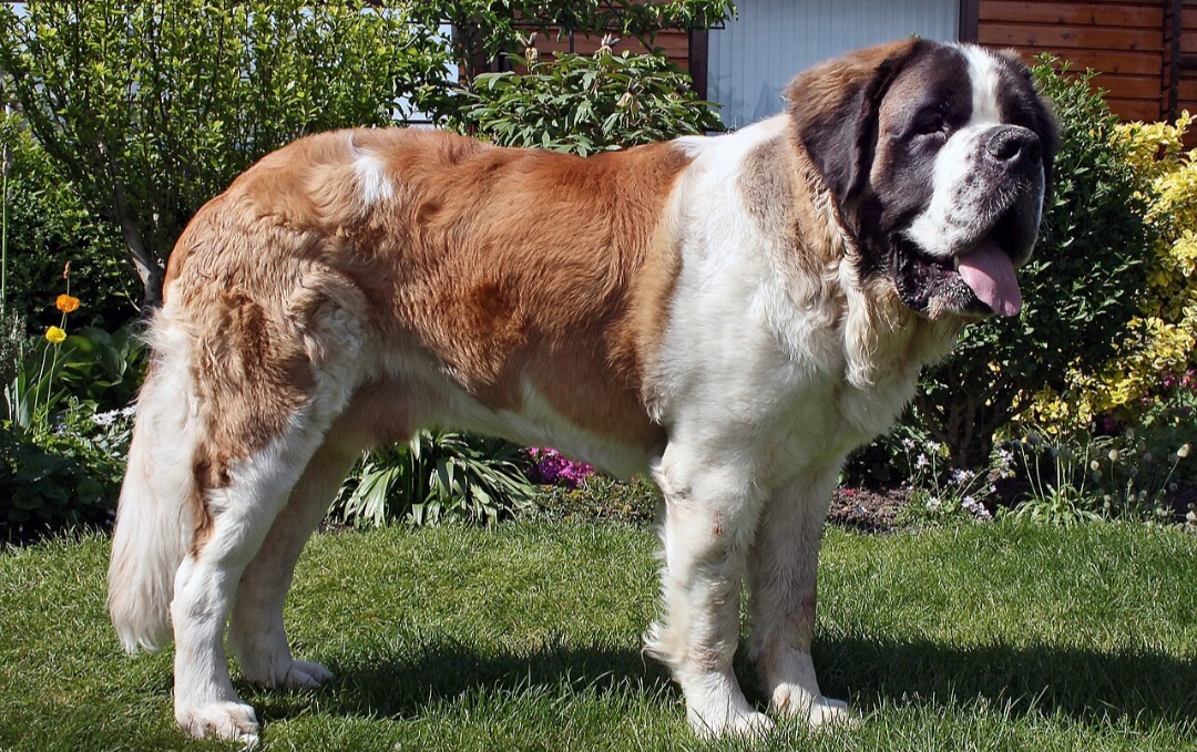 <p>Essas características são tendências gerais, mas é importante considerar que cada cachorro é único, e o peso saudável depende de uma dieta balanceada e exercícios adequados para o porte e a idade .</p>
