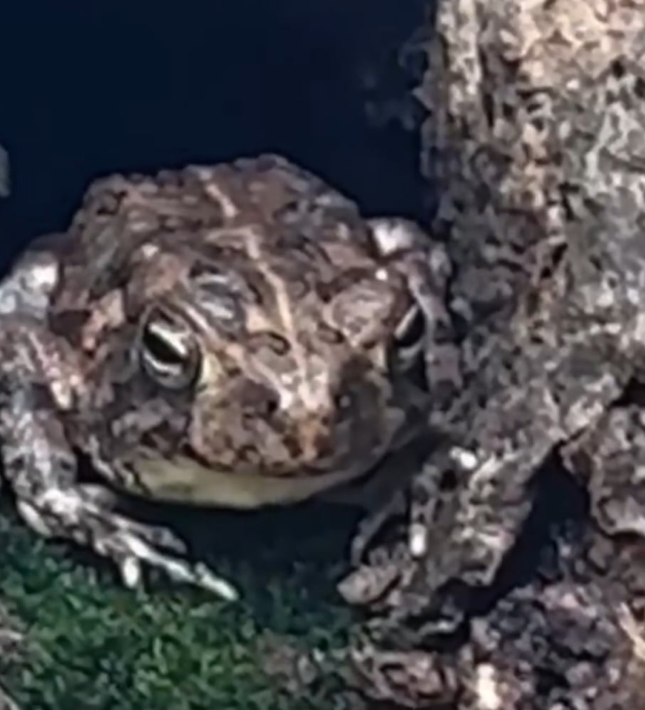 O animal, apelidado de 
