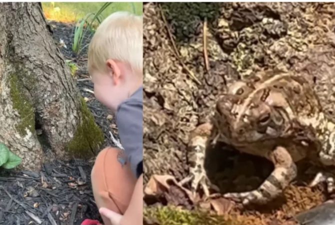 Menino cria amizade inusitada com sapo e mãe transforma árvore em lar encantado