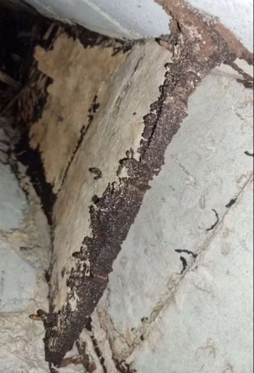 Durante o processo, a construtora reconheceu a ocorrência da infestação, mas sustentou que os transtornos não se prolongaram por três anos consecutivos. A empresa também argumentou que o condomínio contratou dedetizadoras ineficientes e que só tomou ciência da gravidade do caso em momento posterior.
