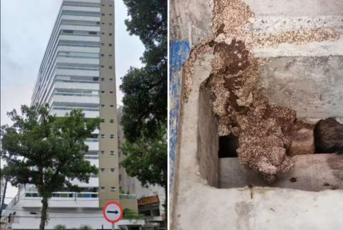 Cupins invadem prédio em Santos e construtora é condenada a indenizar moradores