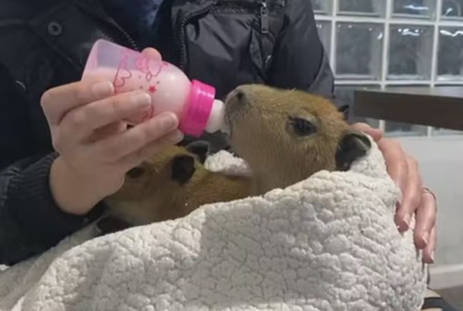 Após tragédia na Via Dutra, filhotes de capivara são resgatados e usam mamadeira