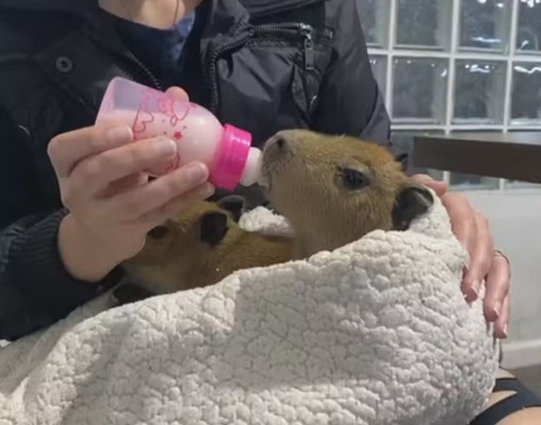 Após tragédia na Via Dutra, filhotes de capivara são resgatados e usam mamadeira