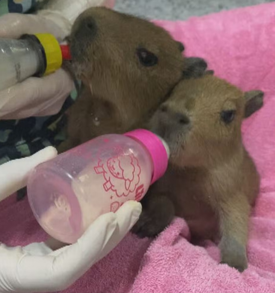 Eles receberam leite na mamadeira e cuidados constantes para garantir o desenvolvimento nas primeiras semanas de vida. Como são mamíferos, precisam de alimentação controlada e abrigo seguro até poderem consumir outros tipos de alimento. 