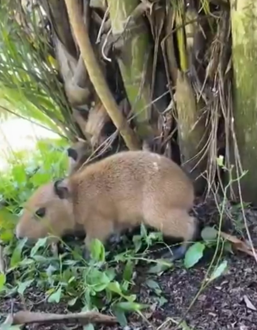 Essa não é a primeira vez que capivaras aparecem em áreas urbanas e rodovias, o que levanta discussões sobre o avanço humano sobre os habitats naturais. Mas há bem mais coisas envolvendo esses animais que vale a pena conhecer.