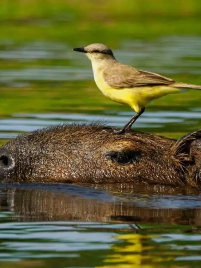 Capivara vira “parceira de caça” de aves no Pantanal