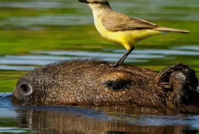 Capivara vira “parceira de caça” de aves em cena rara no Pantanal