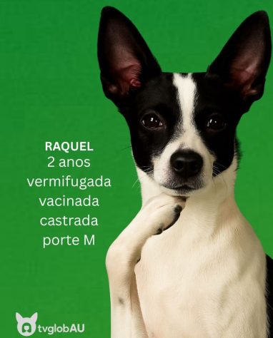 Inspirada em “Vale Tudo”, ONG cria campanha com cachorrinhos batizados de Odete Roitman, Raquel, César e Maria de Fátima – Reprodução/@desabandone