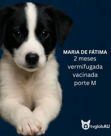 Inspirada em “Vale Tudo”, ONG cria campanha com cachorrinhos batizados de Odete Roitman, Raquel, César e Maria de Fátima – Reprodução/@desabandone