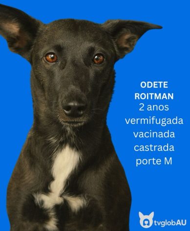 Inspirada em “Vale Tudo”, ONG cria campanha com cachorrinhos batizados de Odete Roitman, Raquel, César e Maria de Fátima – Reprodução/@desabandone