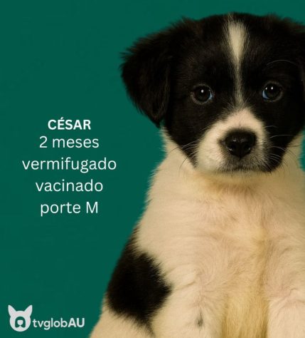 Inspirada em “Vale Tudo”, ONG cria campanha com cachorrinhos batizados de Odete Roitman, Raquel, César e Maria de Fátima – Reprodução/@desabandone