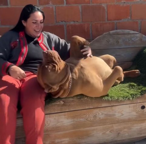 Cão de quase 80 kg viraliza nas redes sociais ao 'adotar' filhote de pato - Reprodução/Instagram