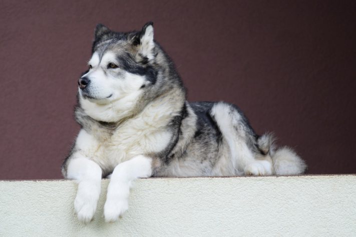 Malamutes-do-alaska - ertuzio/Pixabay