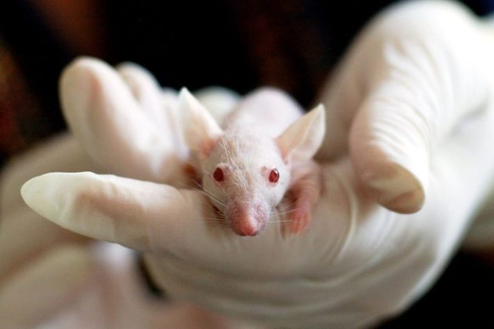 Rato de laboratório - Tibor Janosi Mozes/Pixabay