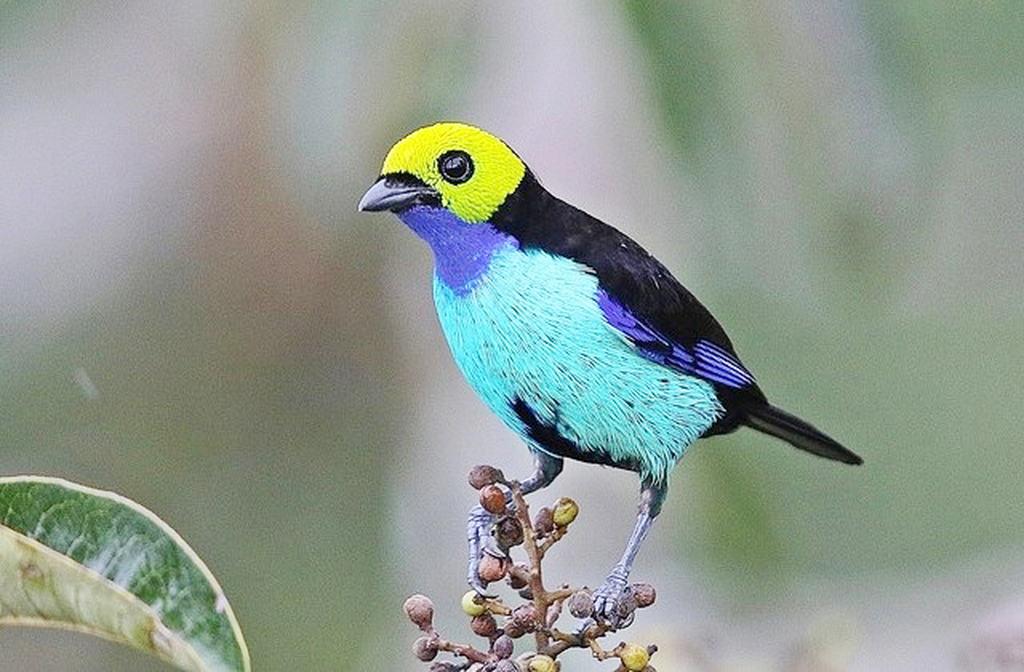 A fauna e flora do arquipélago são riquíssimas. Espécies endêmicas, raras e ameaçadas de extinção encontram refúgio nas ilhas e florestas inundadas.