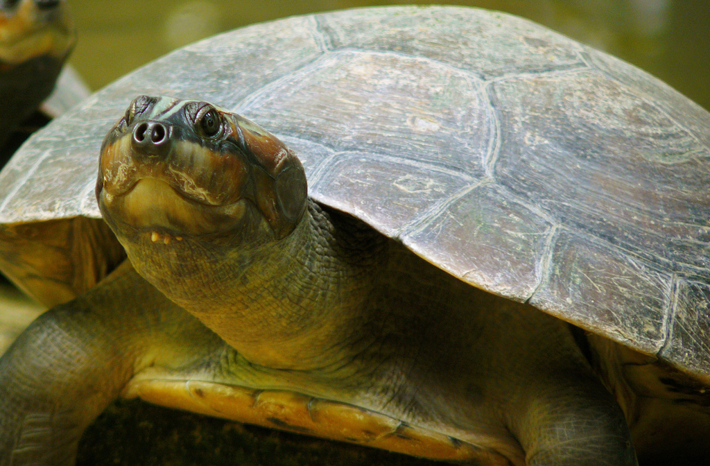 Além dos peixes e botos, o arquipélago abriga tartarugas, jacarés, capivaras, preguiças e uma infinidade de insetos e anfíbios.