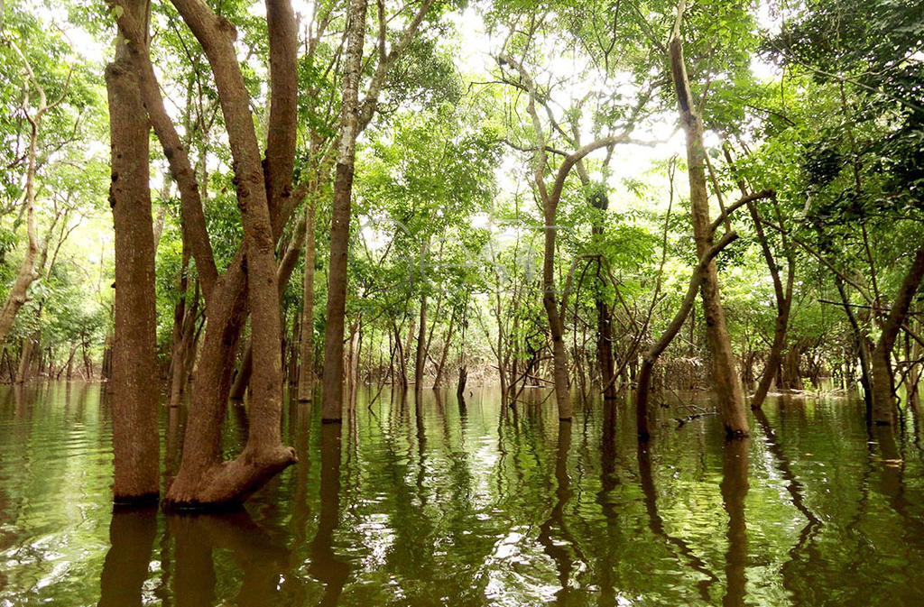 As ilhas de Mariuá são formadas quase inteiramente por florestas de igapó, que ficam inundadas durante boa parte do ano, criando cenários surreais e biodiversidade única.