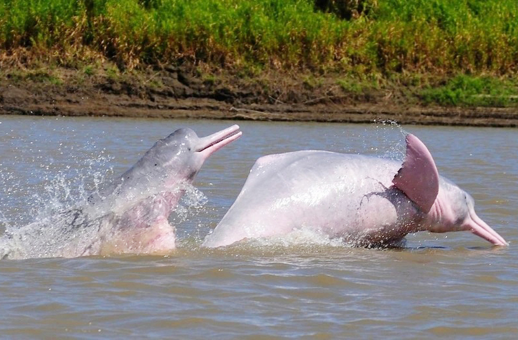 A região abriga centenas de botos-cor-de-rosa, símbolo da Amazônia e protagonistas de lendas e encantos locais. Eles nadam livremente entre as ilhas e encantam visitantes.