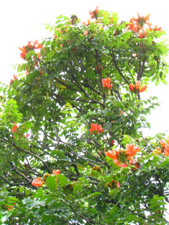 Estado brasileiro proíbe plantio de árvore invasora que mata abelhas