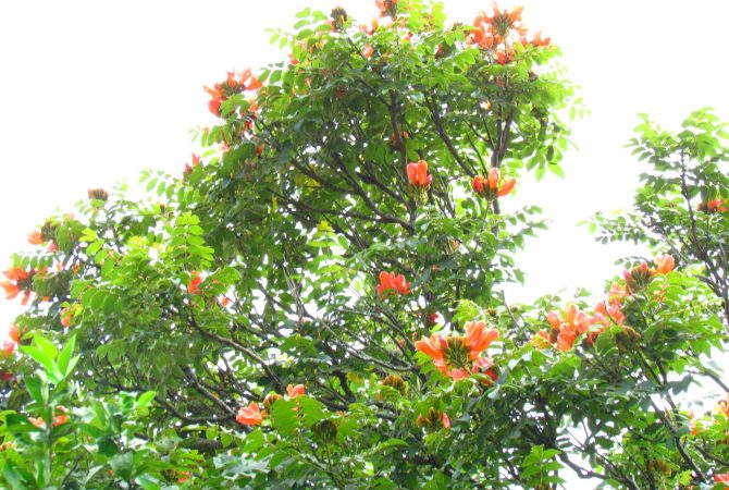 Estado brasileiro proíbe plantio de árvore invasora que mata abelhas