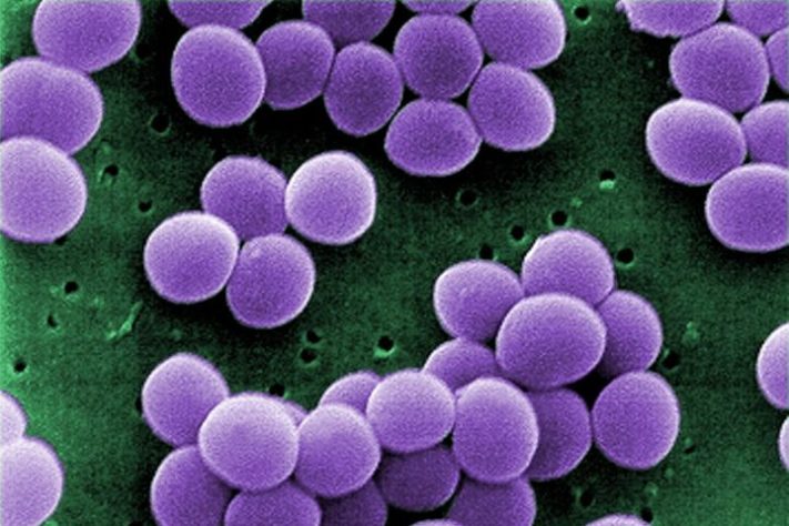 Bactéria Staphylococcus aureus - CDC/Janice Haney Carr