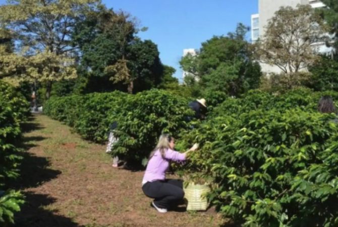 Maior cafezal urbano do mundo transforma capital brasileira em jardim aromático