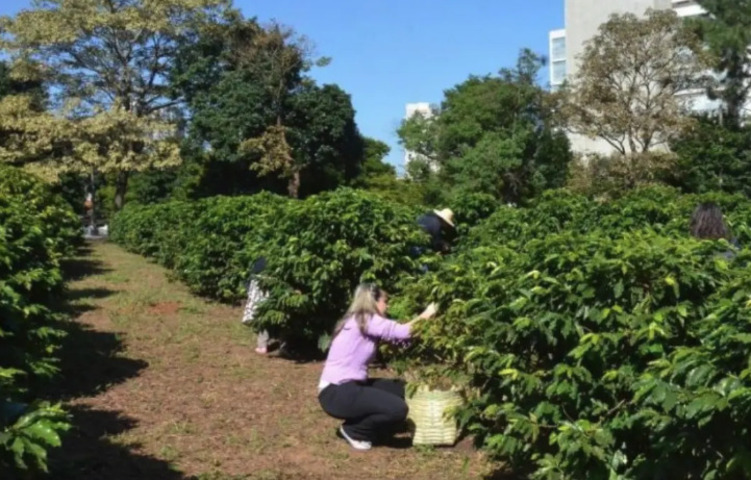 Maior cafezal urbano do mundo transforma capital brasileira em jardim aromático