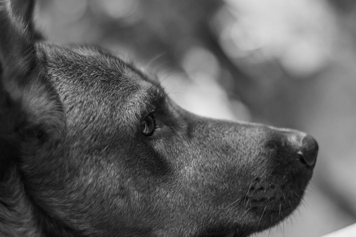 Cachorro foto NEUTRA – Varun Kulkarni/Pixabay