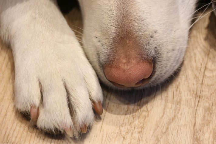 Cachorro foto NEUTRA – Andy M./Pixabay
