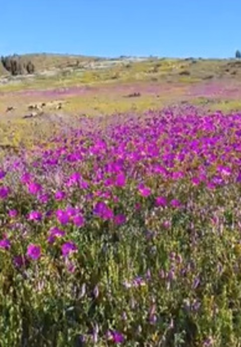 Geralmente,  o chamado Deserto Florido ocorre  em setembro, na primavera, e se estende por 15 mil quilômetros quadrados. As flores que surgiram agora apareceram numa área de 300 a 400 quilômetros quadrados.