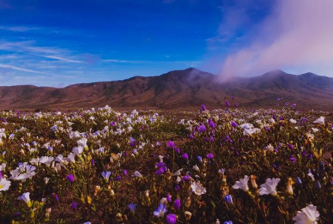 Nada deserto! Chuvas transformam o Atacama em tapete de flores