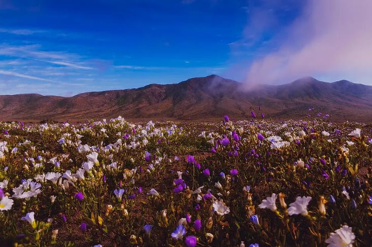 Nada deserto! Chuvas transformam o Atacama em tapete de flores
