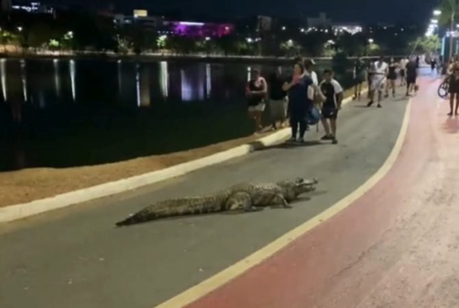Rolê assustador! Jacaré toma conta de pista de caminhada em Parque das Águas