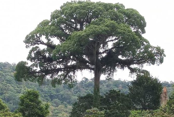 Jequitibá-rosa e Chorona: árvores gigantes no Brasil que desafiam o tempo e a cidade