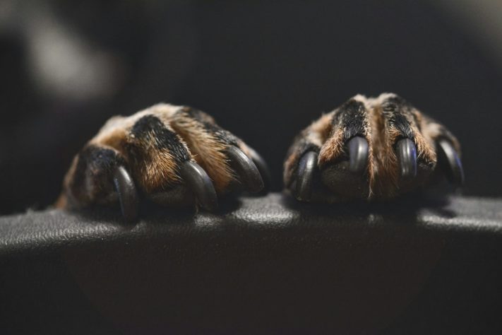 Patas de cachorro – Kristīne Zāle/Unsplash