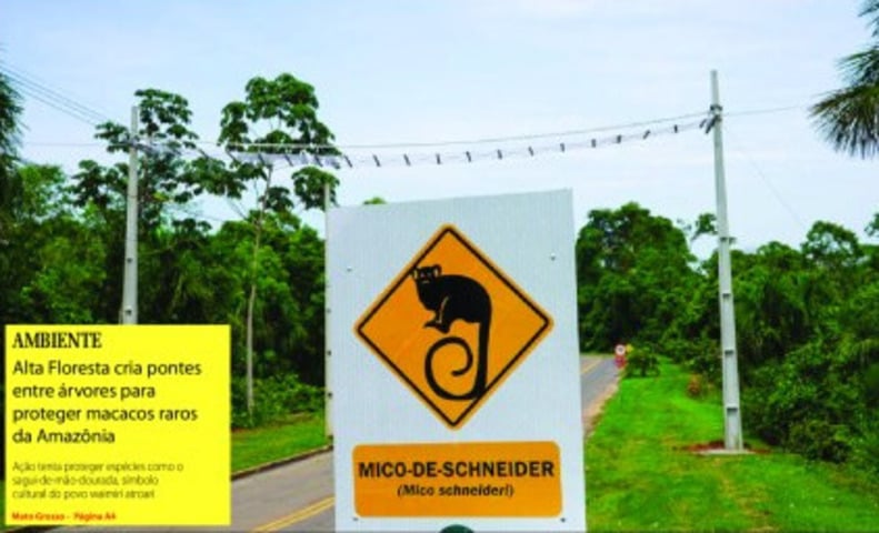Sete passarelas verdes conectam trechos de floresta cortados por ruas da cidade. Macacos como o sagui-de-mão-dourada usam as pontes para cruzar com segurança. O projeto, assim, virou modelo de conservação urbana na Amazônia.