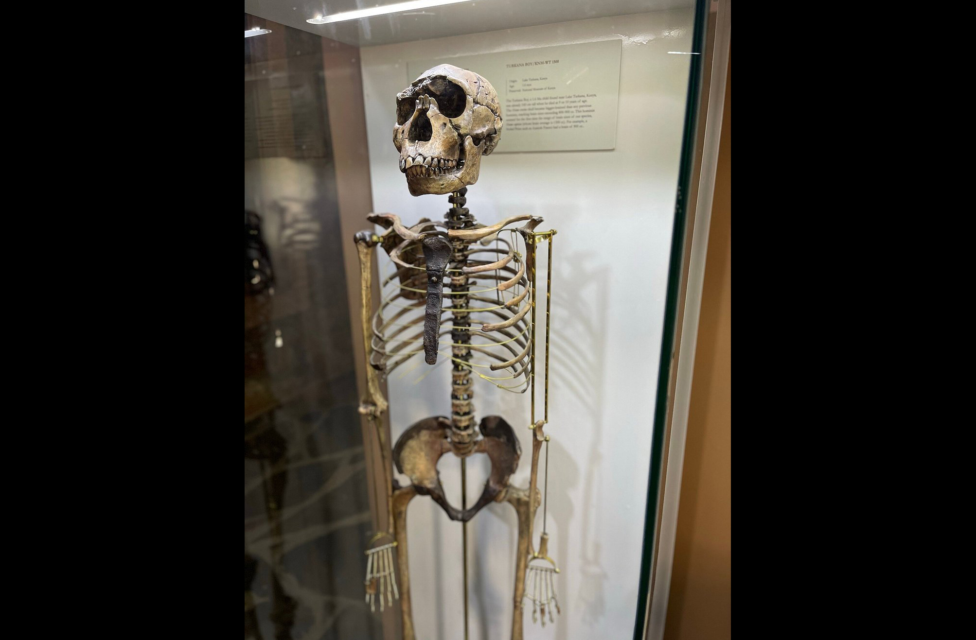 Embora o DNA não se preserve nos fósseis de Olduvai, os achados ajudam a entender a morfologia, dieta e comportamento dos primeiros humanos.