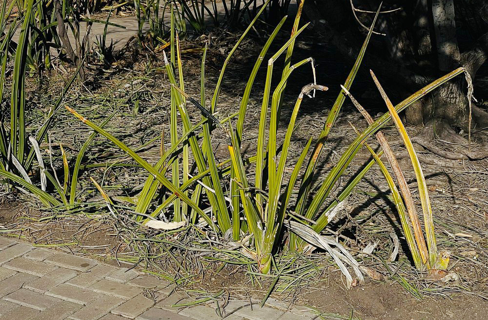 Olduvai deu nome à cultura olduvaiense, marcada por ferramentas simples de pedra lascada, usadas por hominídeos para cortar carne e quebrar ossos. O nome 