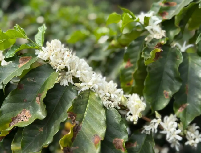 Durante a florada, abelhas e marimbondos são monitorados por pesquisadores para garantir a fecundação das plantas. Esses insetos influenciam diretamente na qualidade, doçura e uniformidade dos grãos.