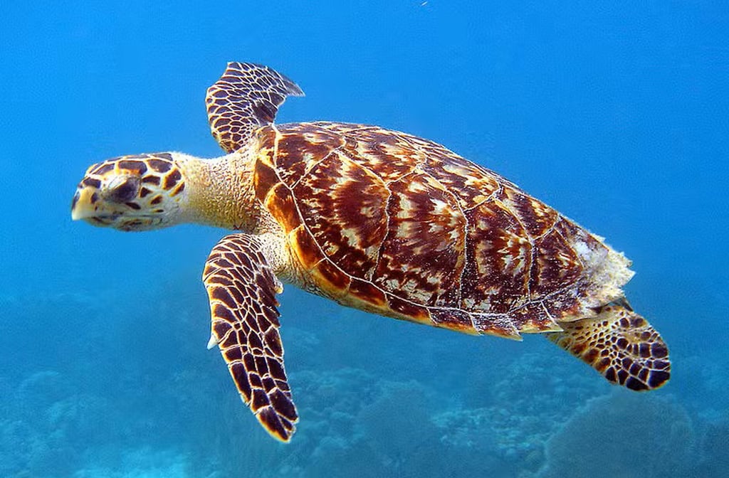 A cidade protege espécies marinhas e costeiras, com ações de monitoramento e educação ambiental voltadas à comunidade e aos turistas.