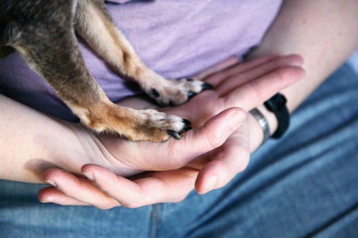 Pata de cachorro – Shane/Unsplash